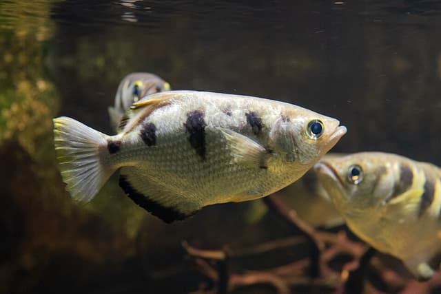 Banded Archerfish