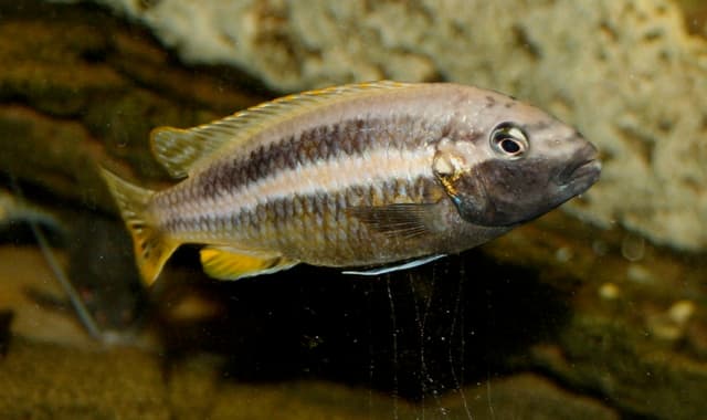 Auratus Cichlid
