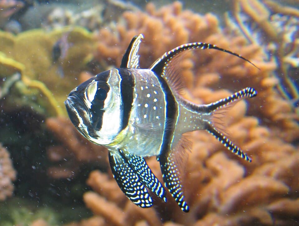 Banggai Cardinalfish