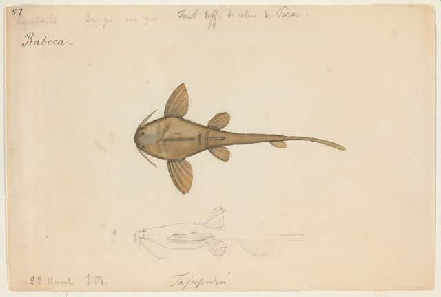 Banjo Catfish