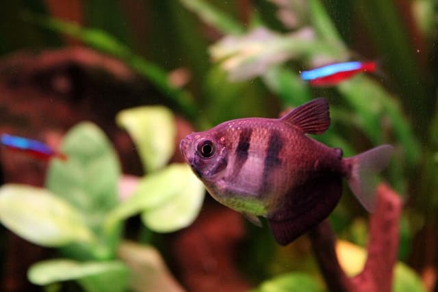 Black Skirt Tetra