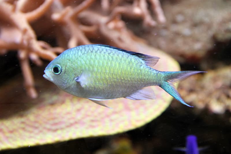 Blue-Green Chromis