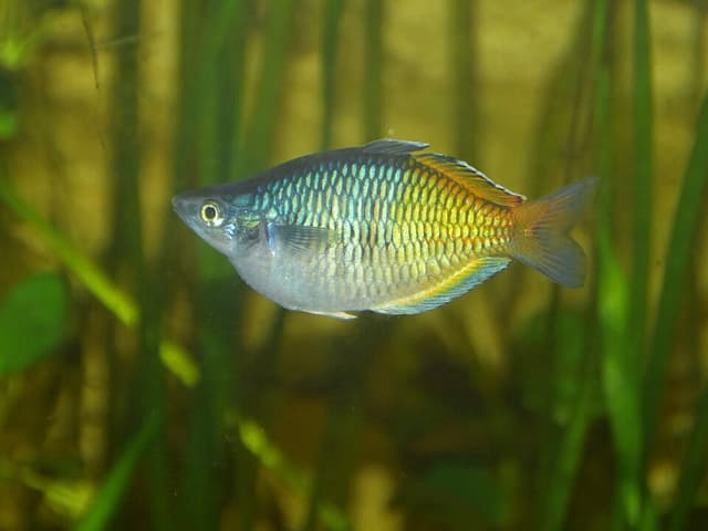 Boesemani Rainbowfish