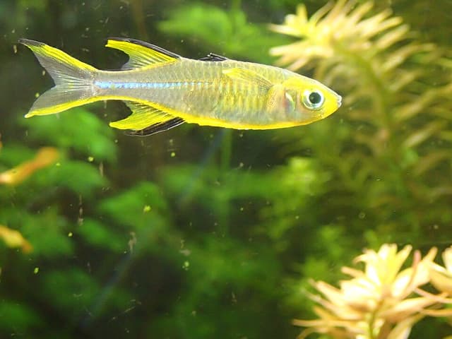 Celebes Rainbow