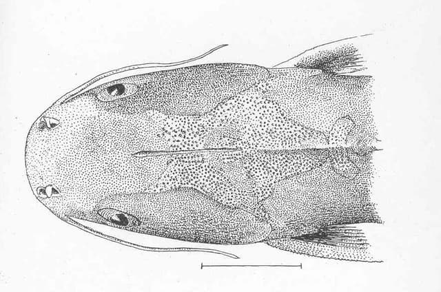 Colombian Shark Catfish