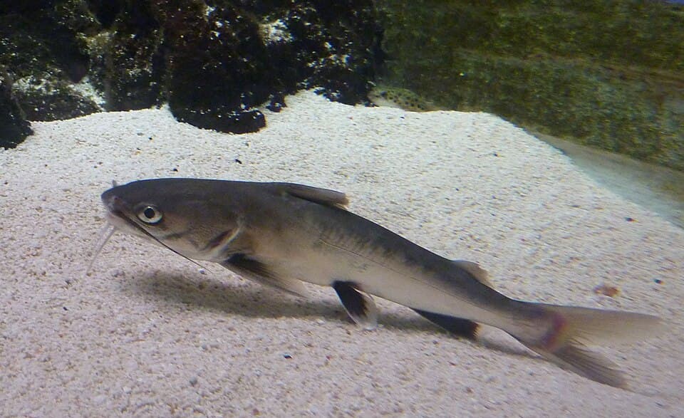 Colombian Shark Catfish