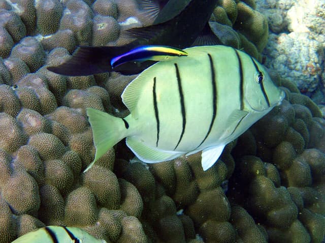 Convict Tang