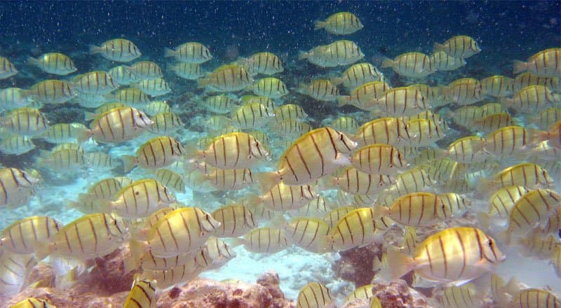 Convict Tang