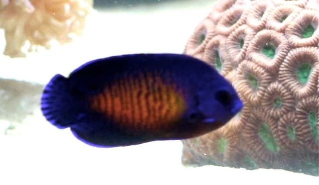 Coral Beauty Angelfish