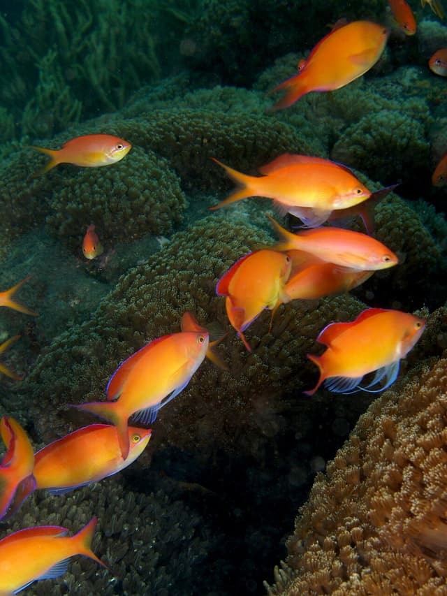 Dispar Anthias