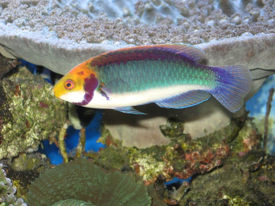 Solar Fairy Wrasse