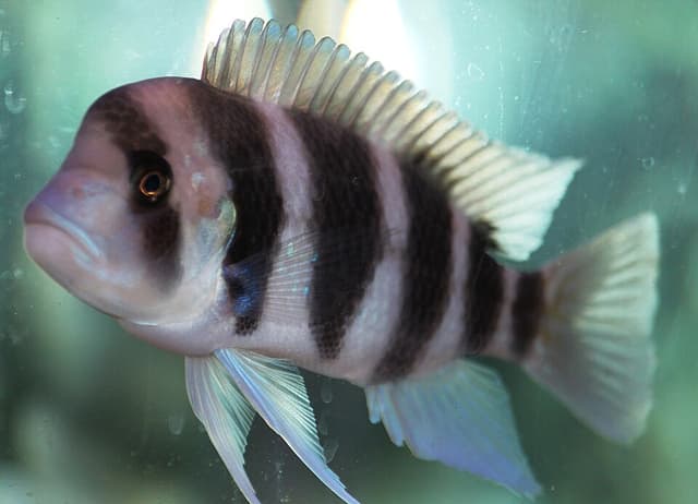 Frontosa