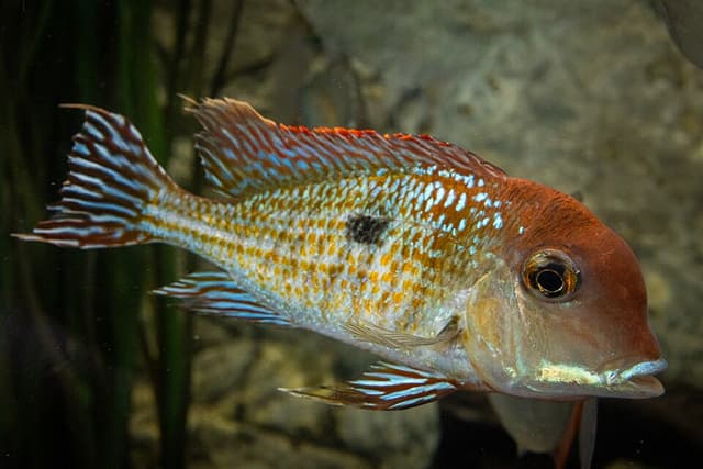Tapajos Red Head