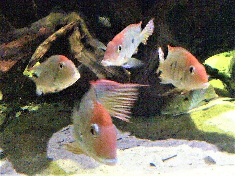 Tapajos Red Head