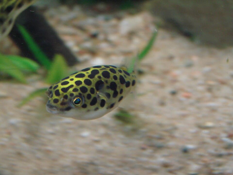 Green Spotted Puffer