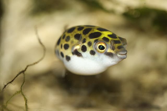 Green Spotted Puffer