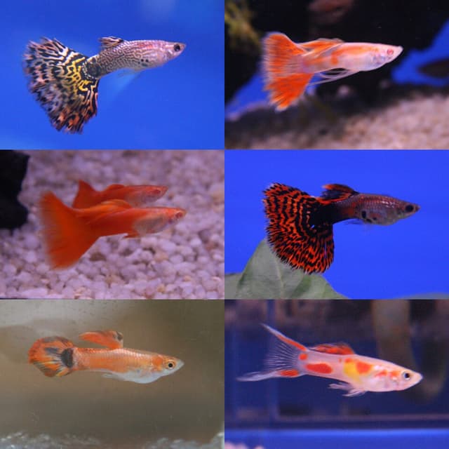 Fancy Guppy