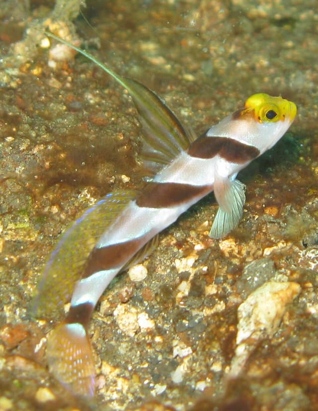 Hi-Fin Banded Goby