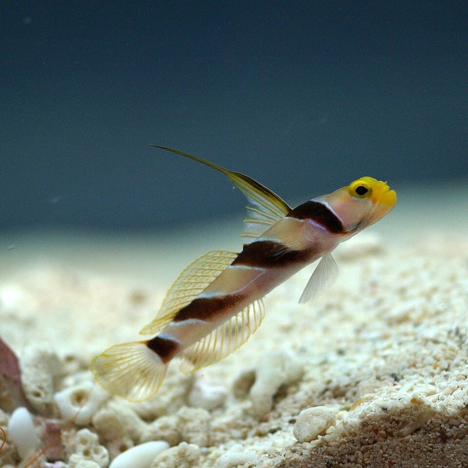Hi-Fin Banded Goby