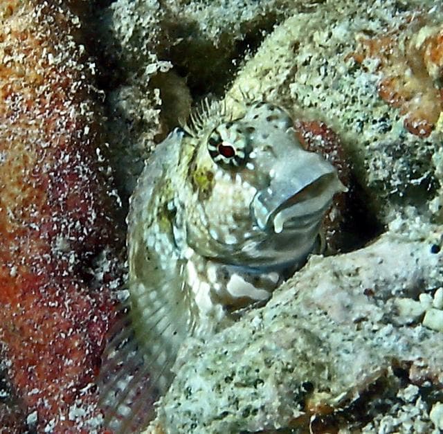 Lawnmower Blenny