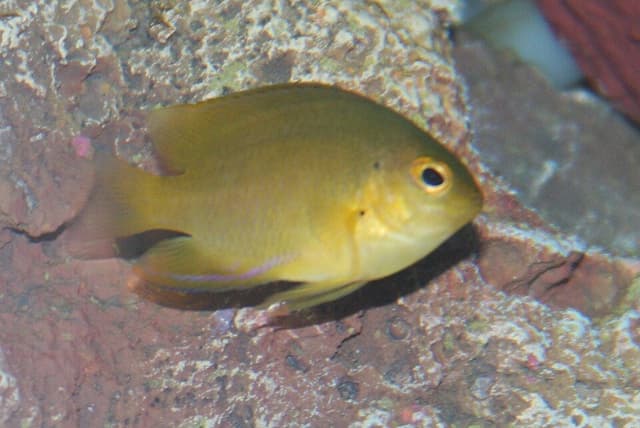 Lemonpeel Angelfish