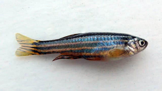 Leopard Danio