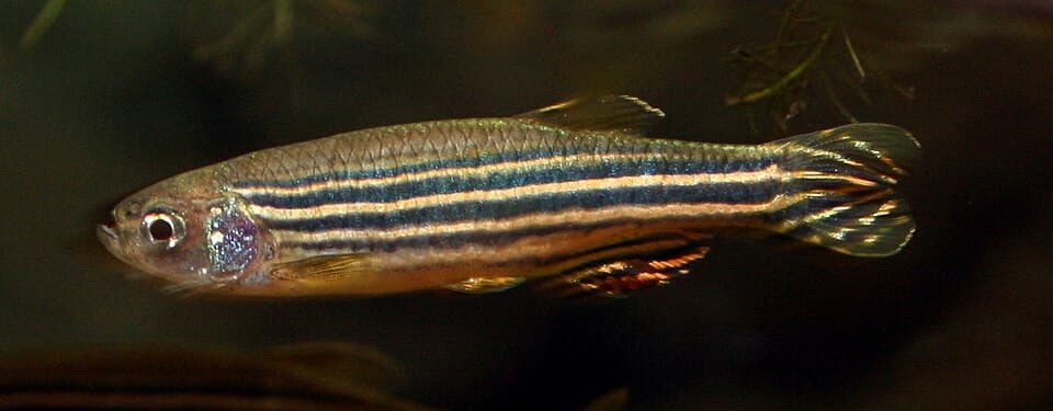 Leopard Danio
