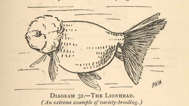 Lionhead Goldfish
