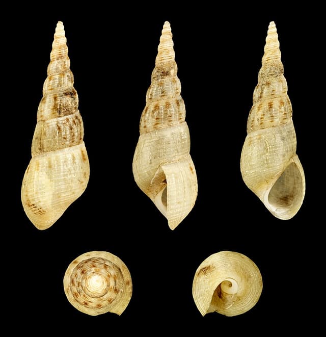 Malaysian Trumpet Snail