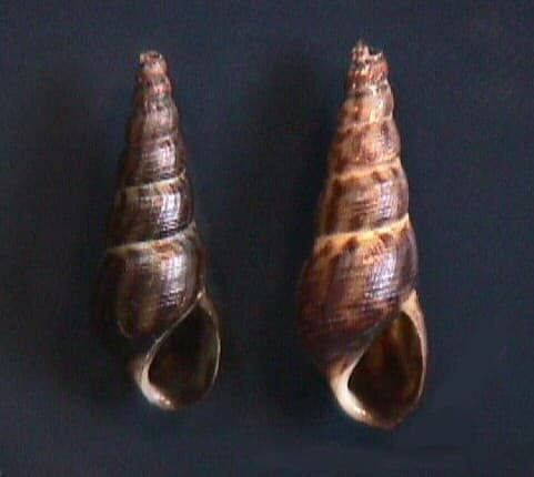 Malaysian Trumpet Snail