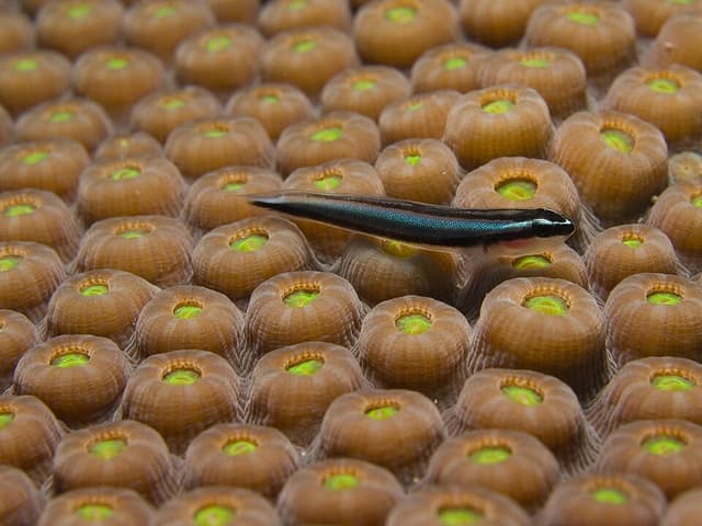 Neon Goby