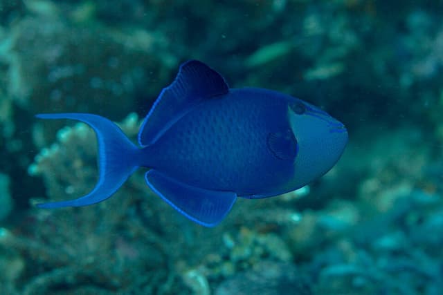 Niger Triggerfish
