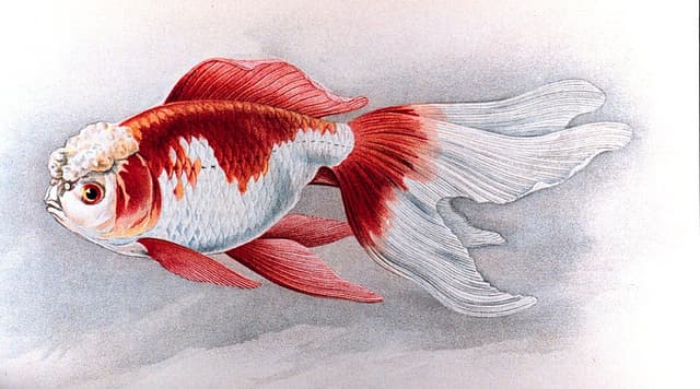 Oranda Goldfish