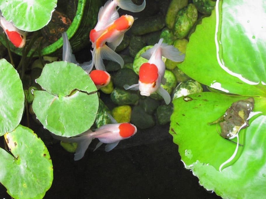 Oranda Goldfish