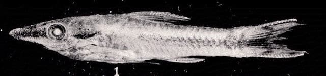 Otocinclus