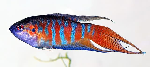 Paradise Fish
