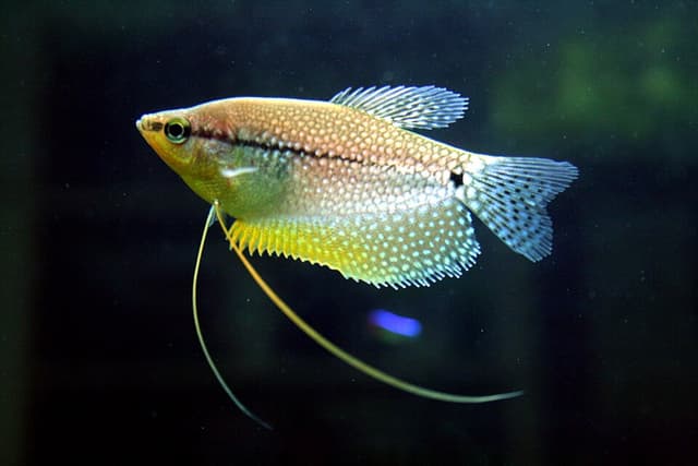 Pearl Gourami