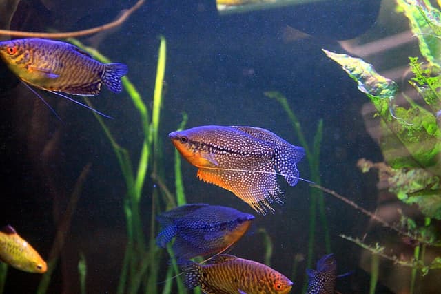Pearl Gourami