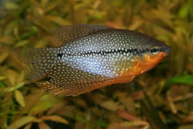 Pearl Gourami