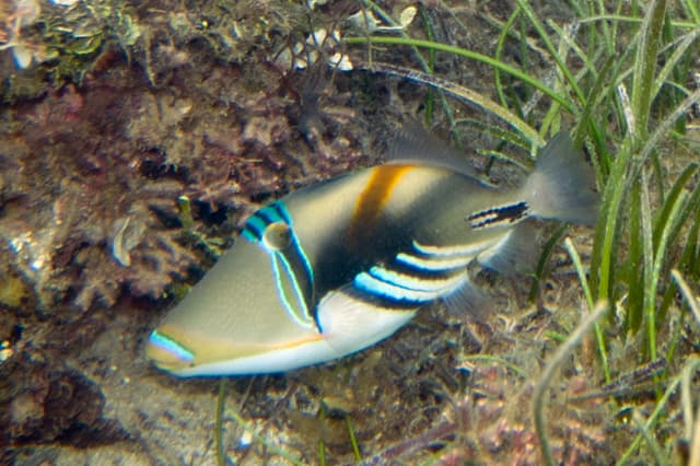 Picasso Triggerfish