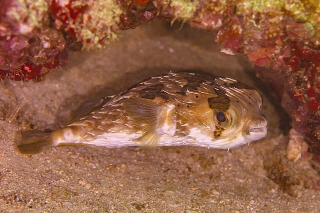 Porcupine Puffer