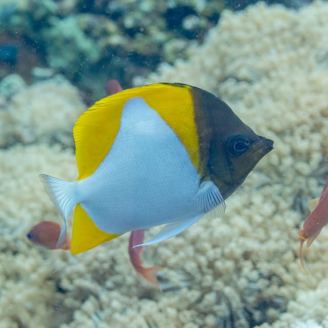 Pyramid Butterflyfish