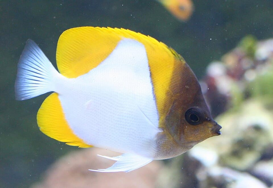 Pyramid Butterflyfish