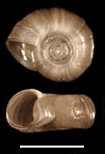 Ramshorn Snail