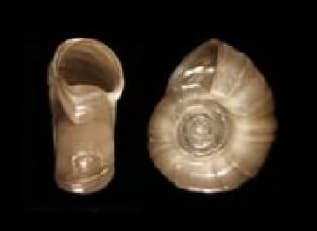 Ramshorn Snail