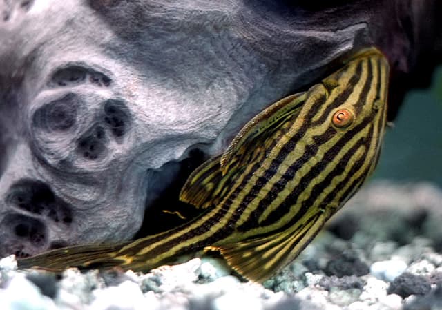 Royal Pleco