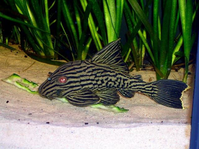 Royal Pleco