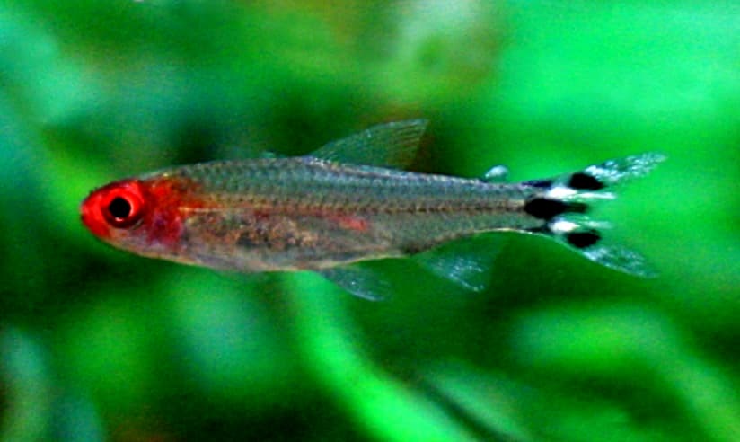 Rummynose Tetra