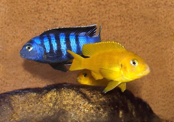 Saulosi Cichlid