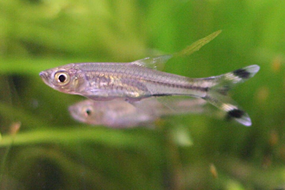 Scissortail Rasbora